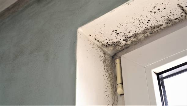 Olivette, MO Mold Removal Company