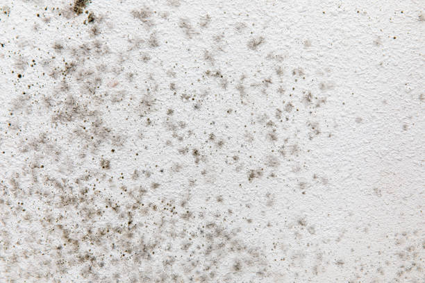Environmental Consulting for Mold Prevention in Olivette, MO