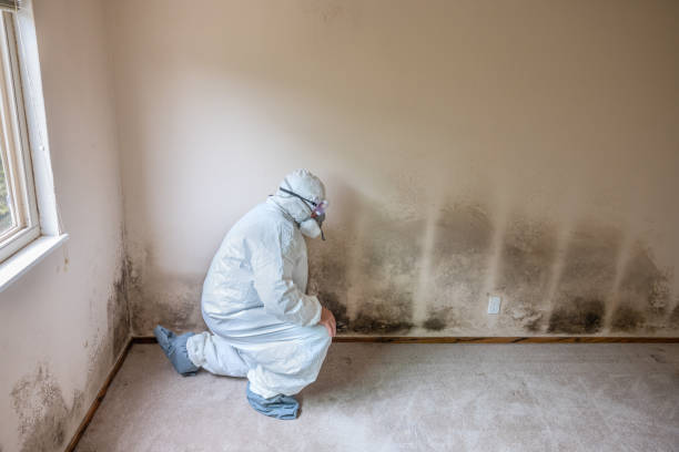 Best Basement Mold Removal  in Olivette, MO