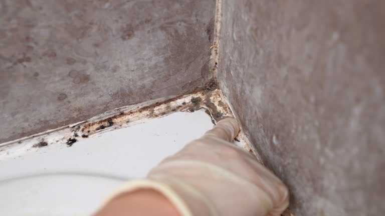 Best Dehumidification Services  in Olivette, MO