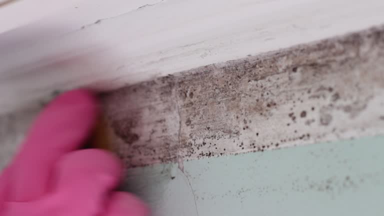 Best Commercial Mold Inspection  in Olivette, MO
